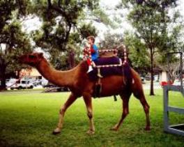 Camel ride rental